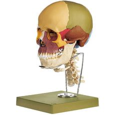 SOMSO Skull Model with Cervical and Hyoid Bone, 14-part