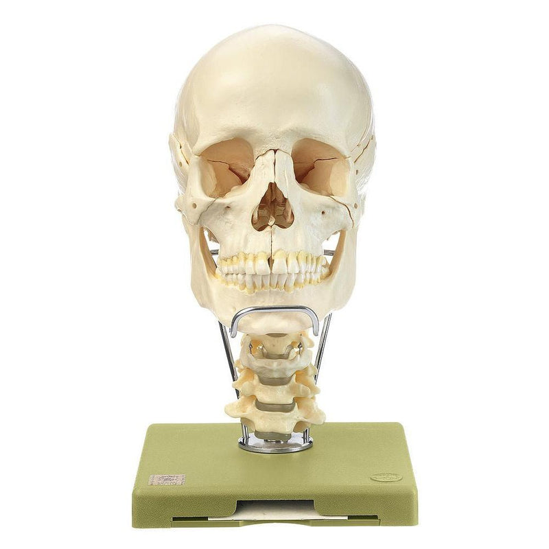 SOMSO Skull Model with Cervical and Hyoid Bone, 14-Pieces