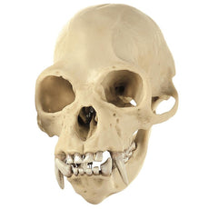 SOMSO Skull of a Gibbon, Male