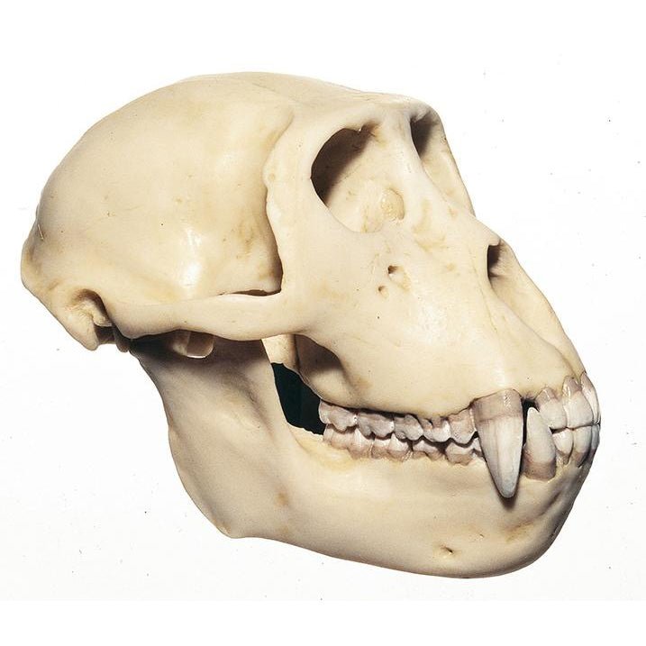 SOMSO Skull of a Rhesus-Ape (male)