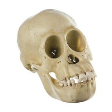 SOMSO Skull of a Young Chimpanzee