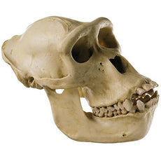 SOMSO Skull of Gorilla (female)