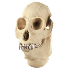 SOMSO Skull of Howling Monkey, Male