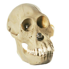 SOMSO Skull of Orang-Utan (Female)