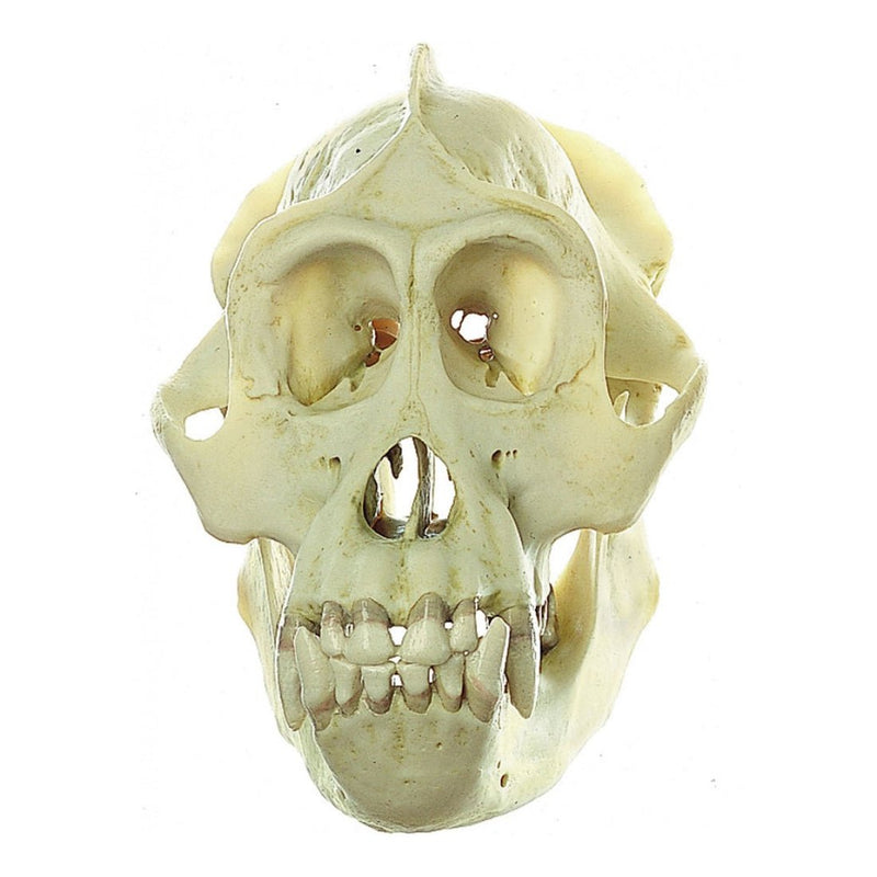 SOMSO Skull of Orang-Utan (Male)