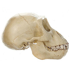 SOMSO Skull of Young Gorilla