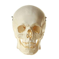 SOMSO Skull (Without suspension hole)