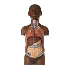SOMSO Small Torso of Young Man with Head - 1-3 natural size - 9 Parts, Dark