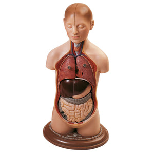 SOMSO Small Torso of Young Man with Head - 1-3 natural size - 9 Parts