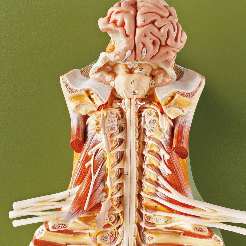 SOMSO Spinal Cord in the Spinal Canal