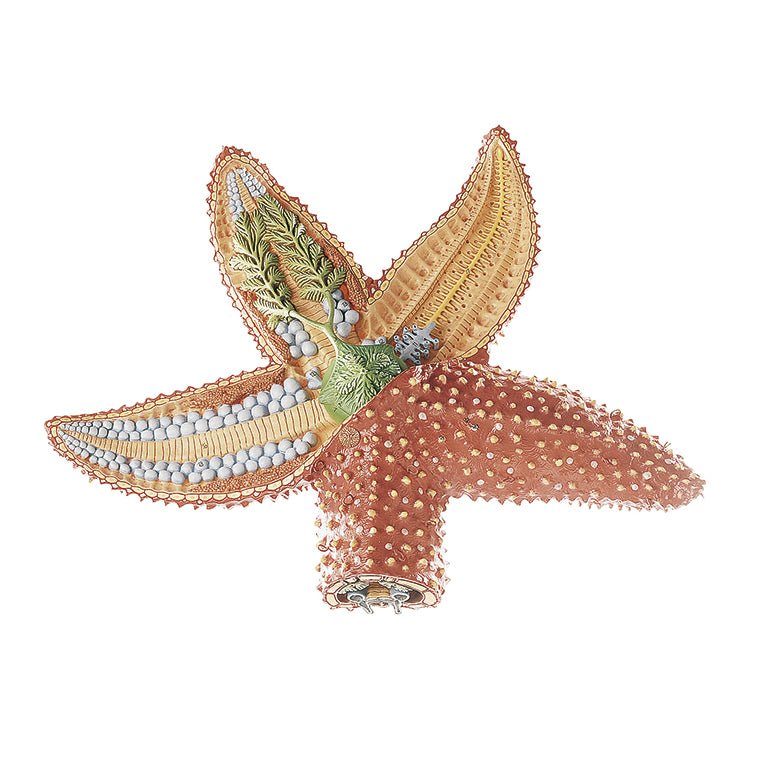 SOMSO Star-Fish Model