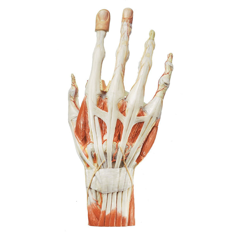 SOMSO Surgical Hand Model