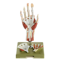 SOMSO Surgical Hand Model with Didactic Color Scheme