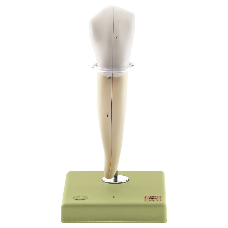 SOMSO Teeth Models, Set of Five