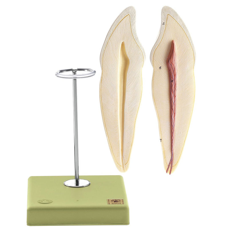 SOMSO Teeth Models, Set of Five