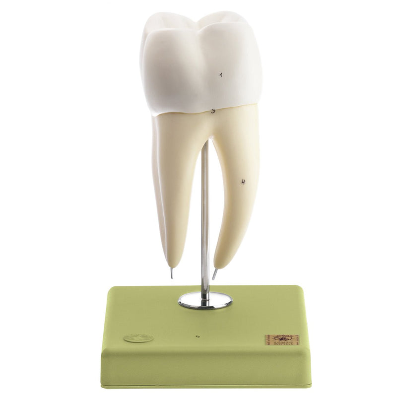 SOMSO Teeth Models, Set of Five