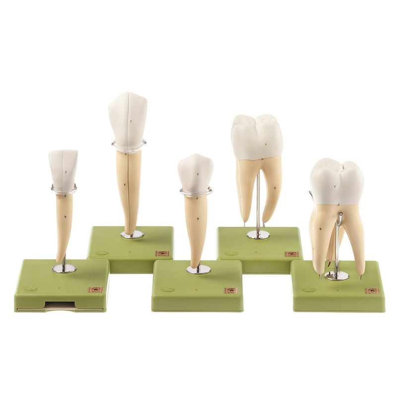 SOMSO Teeth Models, Set of Five