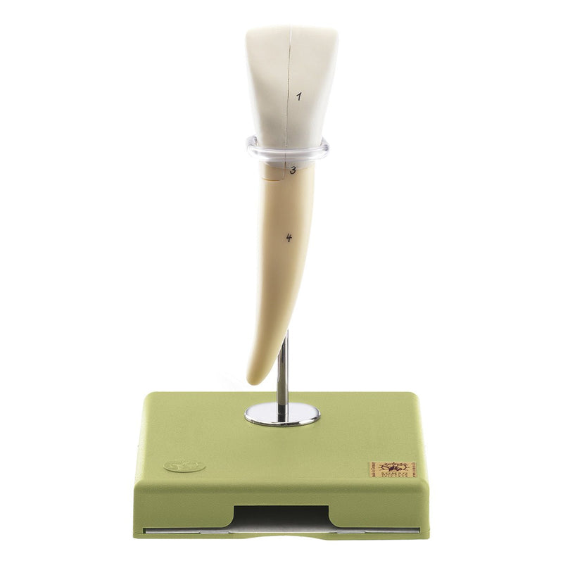 SOMSO Teeth Models, Set of Five