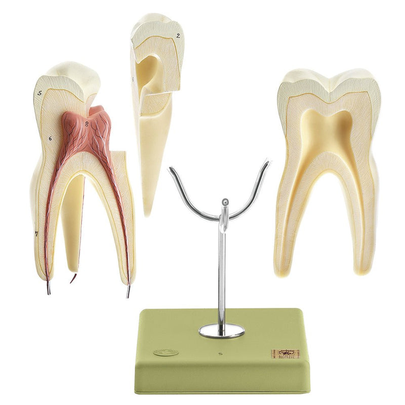 SOMSO Teeth Models, Set of Five