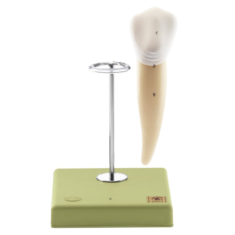 SOMSO Teeth Models, Set of Five