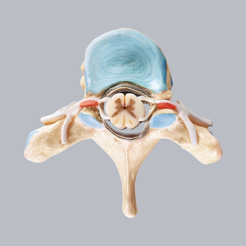 SOMSO Thoracic Vertebra T-2 with Spinal Cord