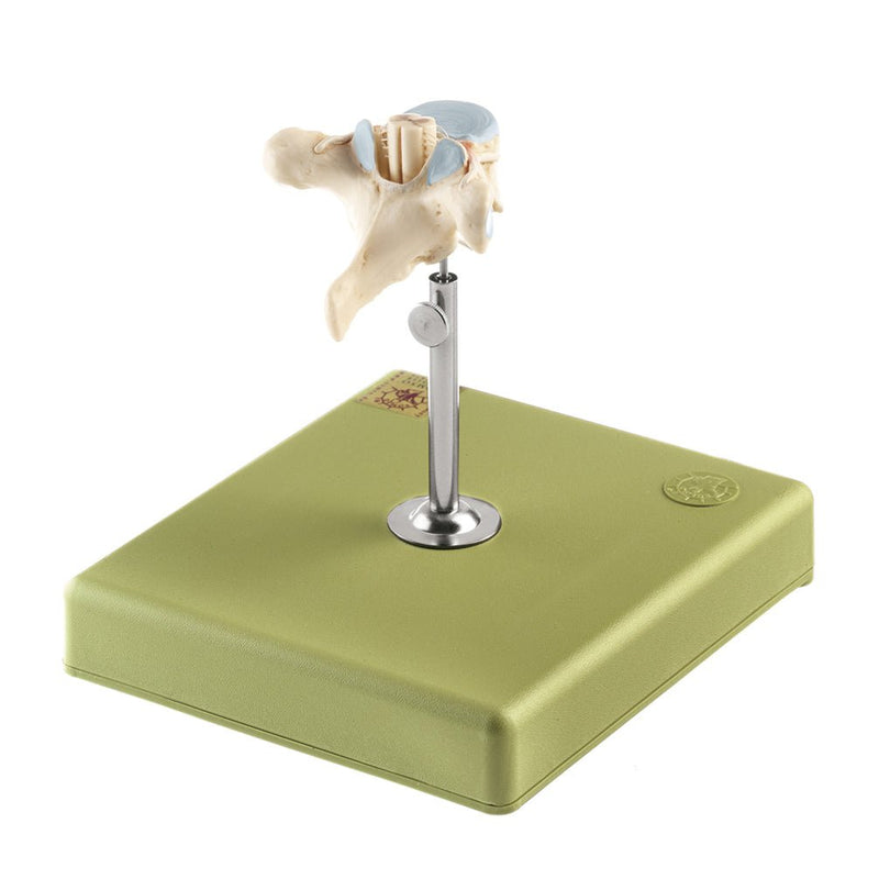 SOMSO Thoracic Vertebra T-2 with Spinal Cord