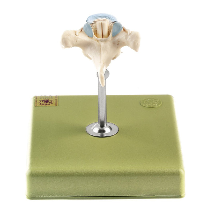 SOMSO Thoracic Vertebra T-2 with Spinal Cord