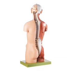 SOMSO Torso Model with Head and Open Back