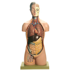 SOMSO Torso of Young Man with Head - 13 parts