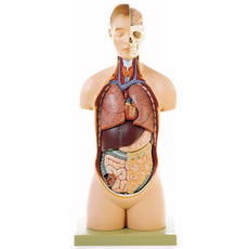 SOMSO Torso of Young Man with Head - 8 Parts