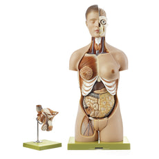 SOMSO Torso with Head and Interchangeable Genitalia - 16 Parts
