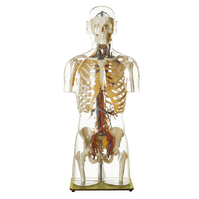 SOMSO Transparent Blood Vessels Torso Model with Head with Numbering and Key