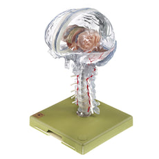 SOMSO Transparent Brain Model