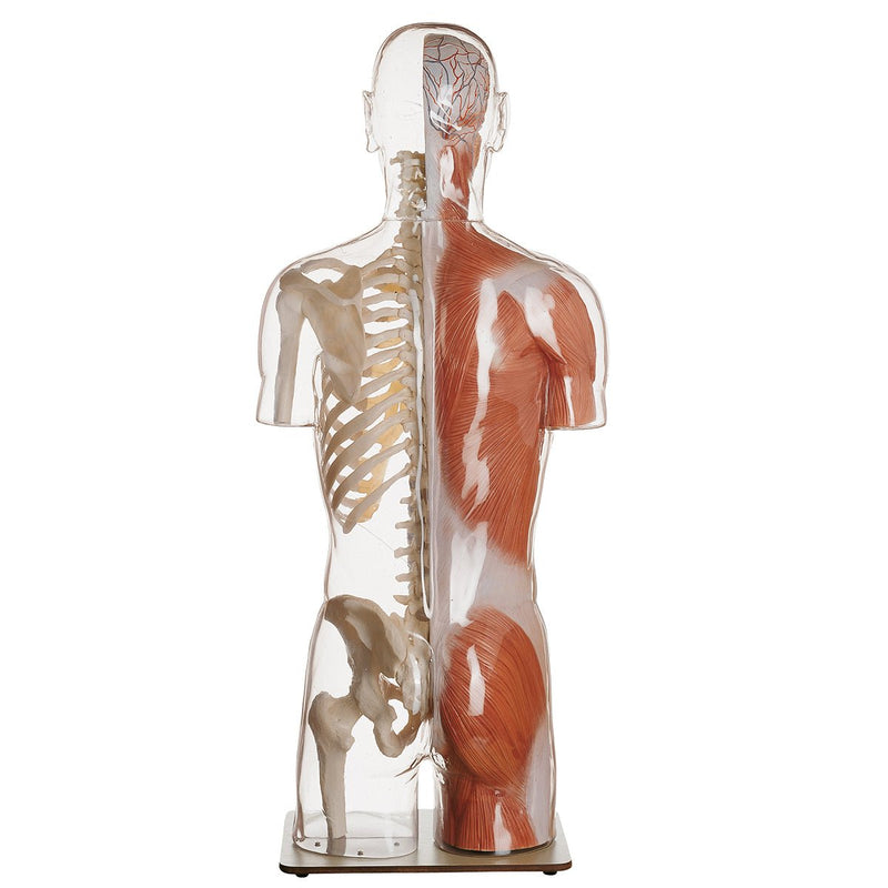 SOMSO Transparent Muscle Torso Model with Head