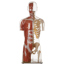 SOMSO Transparent Muscle Torso Model with Head