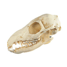 SOMSO Tupaia-Skull Model (male)