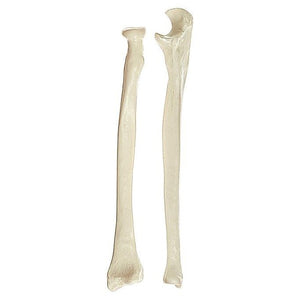SOMSO Ulna and Radius