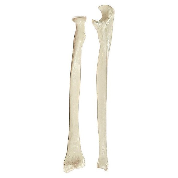 Unlabeled Radius And Ulna