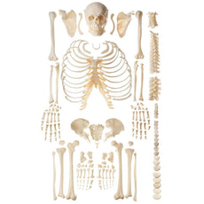 SOMSO Unmounted Human Skeleton Model - Exception of the Skull