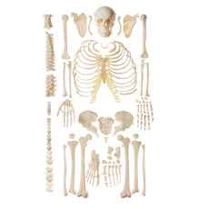 SOMSO Unmounted Human Skeleton Model