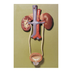 SOMSO Urinary Organs