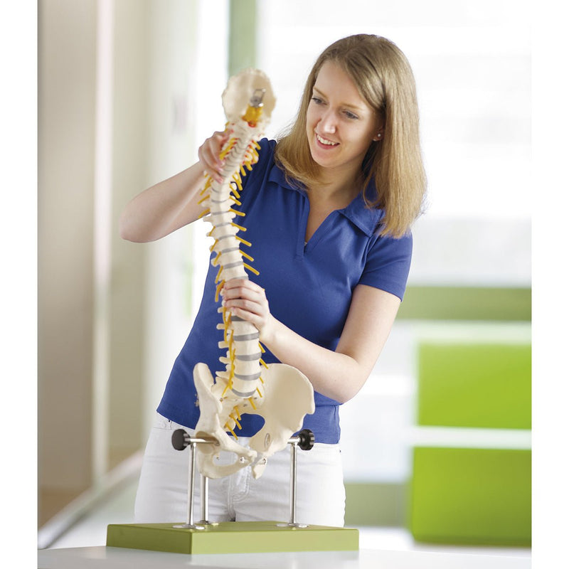 SOMSO Vertebral Column with Pelvis (On a stand and green base)