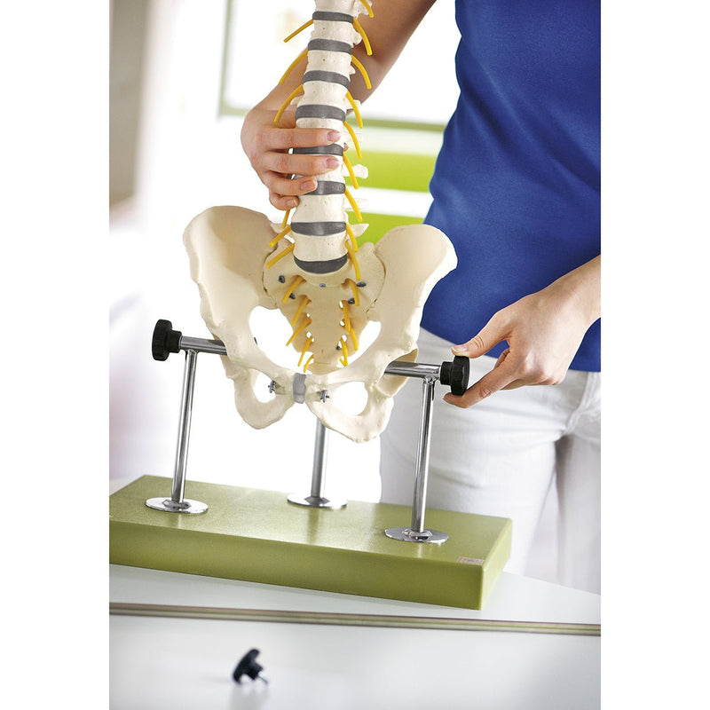 SOMSO Vertebral Column with Pelvis (On a stand and green base)