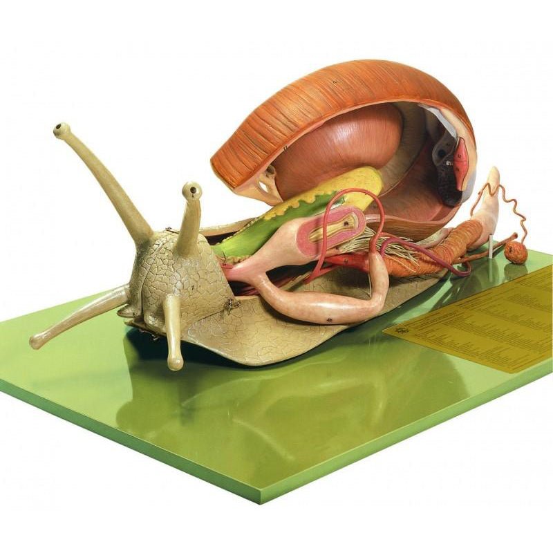 SOMSO Vineyard Snail Model