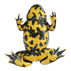SOMSO Yellow-bellied Toad