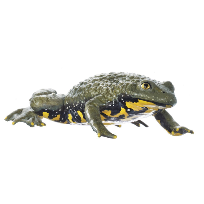 SOMSO Yellow-bellied Toad