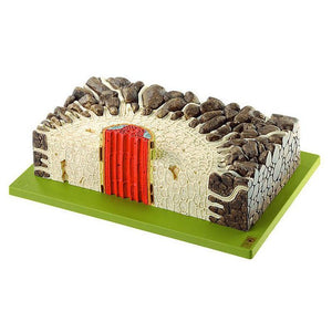 SOMSO Young Root of the Buttercup ranunculus acer