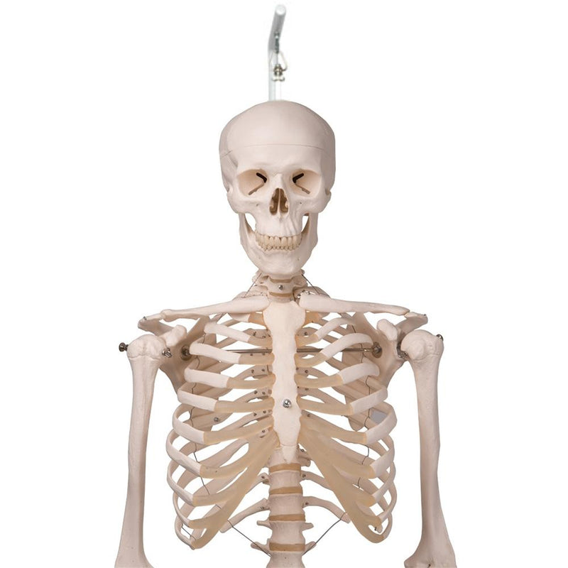 Stan Skeleton Model on Hanging Stand