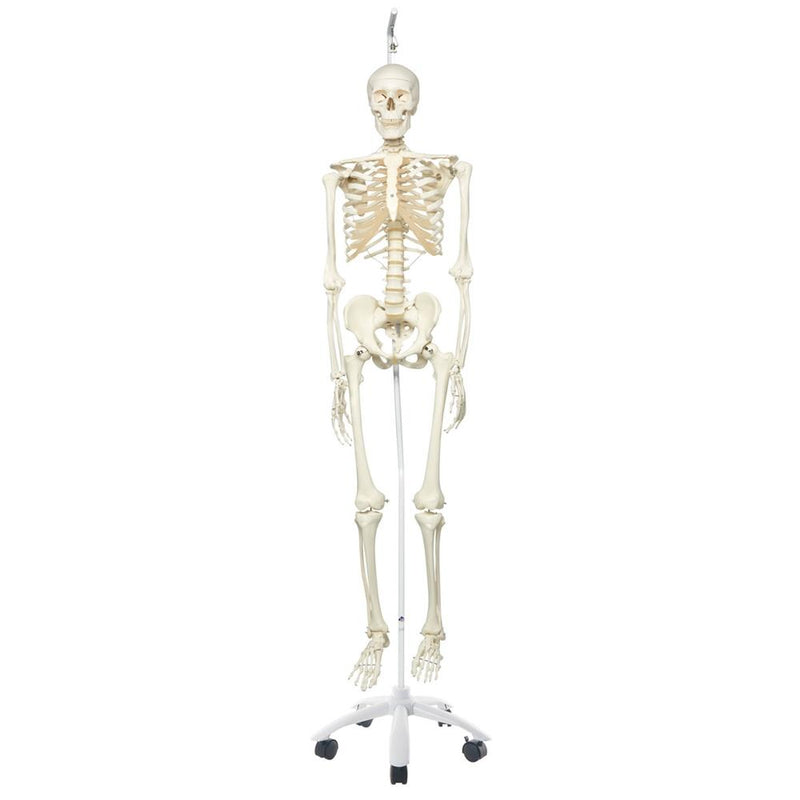 Stan Skeleton Model on Hanging Stand