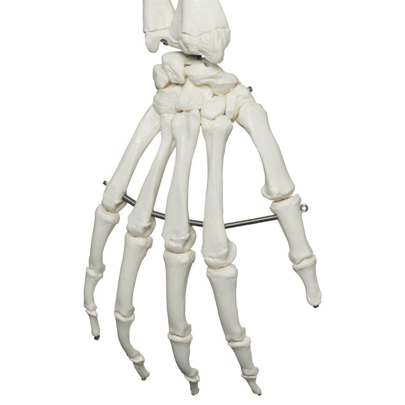 Stan Skeleton Model On Pelvic Stand